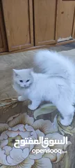  1 قطة شيرازي