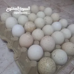  1 بيض رومي مُخصب