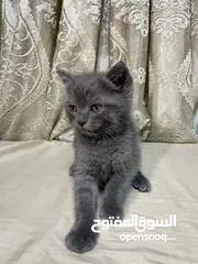  4 قطط بريتش ستريت وفولد للبيع