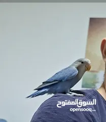  3 روز اليـــف جــــدا 100%