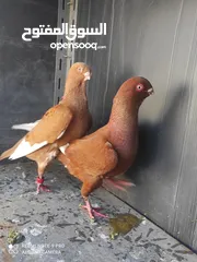  9 جواز حمام للبيع