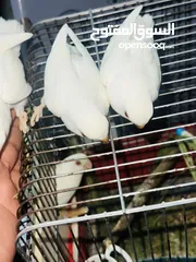  1 جوز روز البينو بيور ابيض صافي حاليا تحتو فرخ 3 بيضات