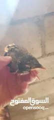  6 افراخ مينا للزق اليدوي