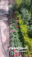  30 نباتات الزينه والورود مشاتل 22 مايو