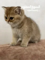  3 قطط سكوتشات