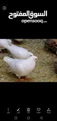  4 حمام فرنسي جامبو كيرنو