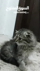  3 انثى سكوتش فولد العمر ثلاث شهور لعوبه وبتجنن للبيع بسعر مغري  .  .  .  .  .