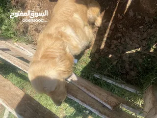  4 كلبه قولدن عمر سنه