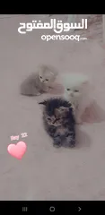  4 كتن هملايا مقزم أطراف قصيره موجود ذكور واناث