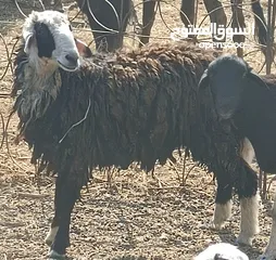  1 كبش عماني لعمر سنه  مطعوم طعام دار يصلح فحل اولذبح