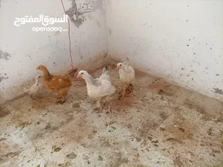  3 فرخات. براهمي . مشكل   في بف وفي بلاك     فرخات. ما شاء الله