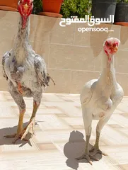  1 جاج ألماني