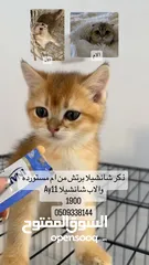  4 قطط مستوا حلو وبسعر رمزي