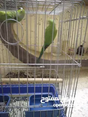 6 جوز ببغاء الدره للبيع  اقراء الوصف