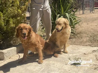  8 كلاب جولدن ريتريفر أليفه جدا مستوى ممتاز