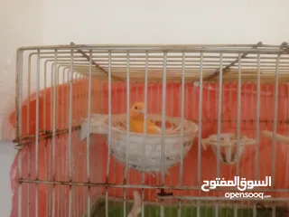  1 كنار للبيع او للبدل على حمام بلدي او دجاج بلدي فقط