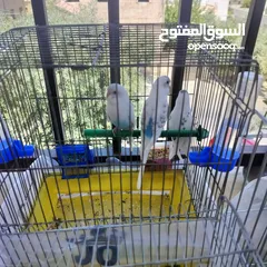  5 طيور حب بادجي لون مميز