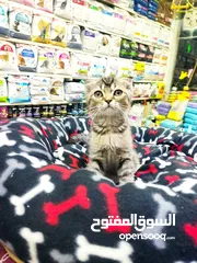  2 قطه سكوتش جولدن تابي العمر شهرين