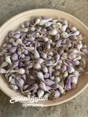  1 ثوم ذكر جبلي