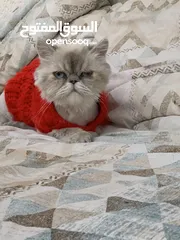  3 انثى هملايا للبيع