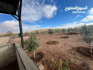  7 مزرعه زيتون منطقه قعفور
