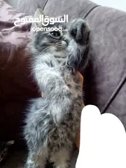  14 2 ذكر 2 اناث