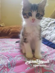  2 قطط للتبني