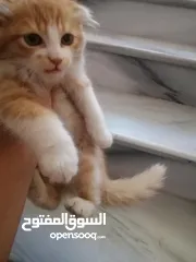  2 قط للبيع مع اغراضه