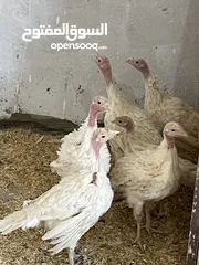 6 حبش ابيضّ هولندي للبيع
