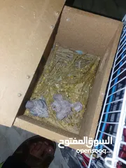  3 طيور للبيع