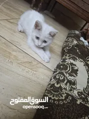  7 قط للبيع لعوب وحنون