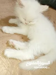  8 بسه شيرازيه للبيع عمرها تقريبا شهر