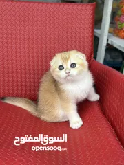  17 تشكيلة كبيره من قطط لسكوتش فولد  ( شاهد الاعلان كامل )