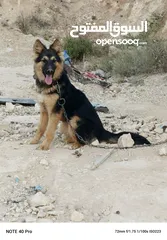  2 كلبه جيرمان لعوبه جدا