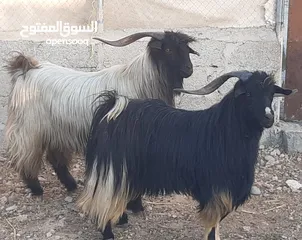  2 تيوس من حلال بني سعيد الأصيل