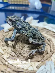  3 ضفدع محنط للبيع