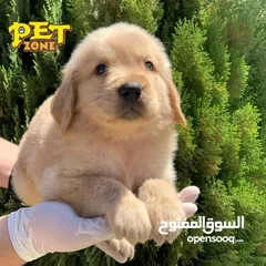  2 جراء مميزه من الجولدن ريتريفر