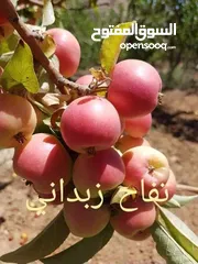  29 مشاتل السهل الاخضر الزراعيه تنسيق حدائق ومزارع