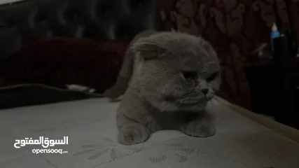  5 مطلوب ذكر سكوت فولد ستريت  للتزاوح بدون مقابل مادي