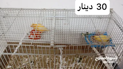  3 3 جواز عصافير كنار تحتهم بيض + فراخ عمر شهرين ونصف واكثر للبيع موجود في مادبا