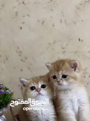  1 سكوتش برتش جولد ny12وny11