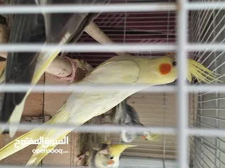  5 Homebreed Cocktiels 3 months old