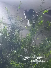  3 بيت للبيع في البصره