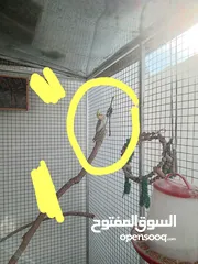  2 3 Cockatiel 3 كوكتيل