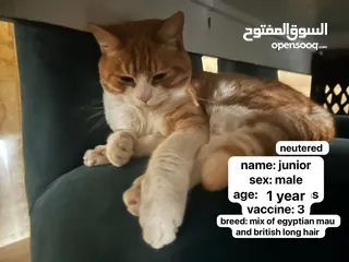 1 قطة للتبني Cat for Adoption