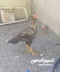  1 ديك باكستاني