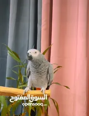  2 ببغاء كاسكو parrot cacao