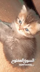  2 بيع قطط برتش
