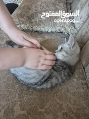 2 قط سكوتس عمر 3 اشهر للبيع