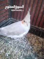  3 عصافير كوكتيل للبيع